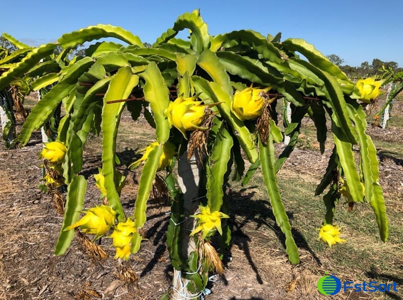 images/1673602814322dragon fruit sorter.jpg